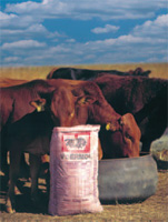 animal feeds